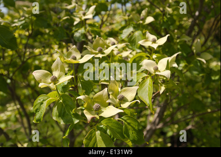 äußerst ungewöhnlich Clematis wie Blumen Kousa Hartriegel Baum zeigt ungewöhnliche Beere wie grüne Himbeere zu entwickeln Stockfoto