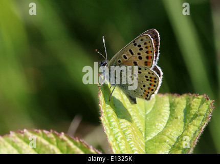 Detaillierte Makro Bild der männlichen rußigen Kupfer Schmetterling (Lycaena Tityrus) Stockfoto