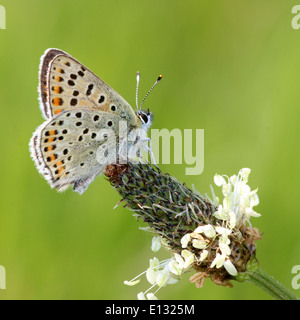 Detaillierte Makro Bild der männlichen rußigen Kupfer Schmetterling (Lycaena Tityrus) Stockfoto