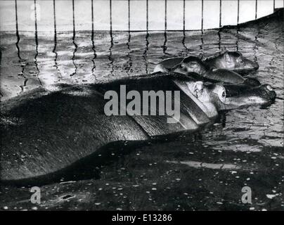 26. Februar 2012 - Sensation In der Zoo Köln/West-Deutschland: A Nilpferd paar der Zwillinge geboren ist: Es ist das erste Mal in einem deutschen Zoo: die Nilpferd-Frau '' Aenne'' hat Zwillinge, geboren am 14. Januar 1979, im Zoo Köln/West-Deutschlands. Bisher war dies nur in den USA geschehen. 11:00 kam das erste kleine Nilpferd. Der Zoo-Direktor gerne: '' das ist das ''. Aber plötzlich am ca.3 Uhr angekündigt das zweite kleine Tier selbst. Eine Weile später die Zwillinge waren sehr durstig, und kam zu Mutter zu trinken - trotz der ganzen Geburt unter Wasser stattfinden. Stockfoto