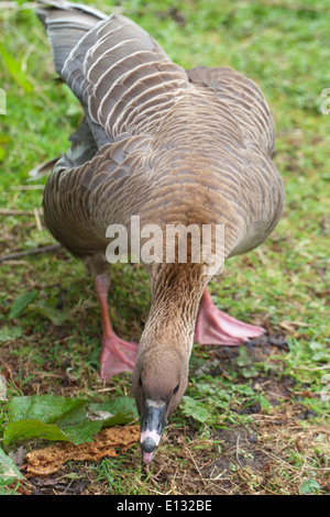 Pink-footed Goose (Anser Brachyrhynchus). Gander, oder männlich, Nistplatz zu verteidigen. Kopf nach unten, heben Sie mit einem Wechselstrom-Flügel. Stockfoto