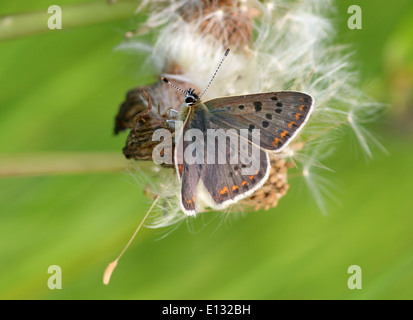 Detaillierte Makro Bild der männlichen rußigen Kupfer Schmetterling (Lycaena Tityrus) Stockfoto