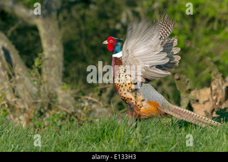 Fasan männlichen Phasianus Colchicus Berufung Stockfoto