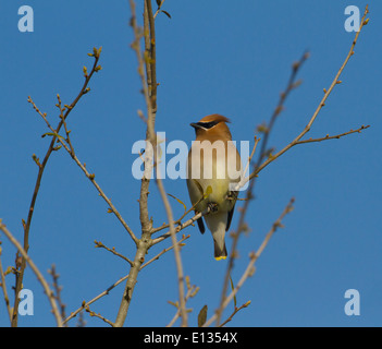 Zeder Seidenschwanz thront in Baum Stockfoto