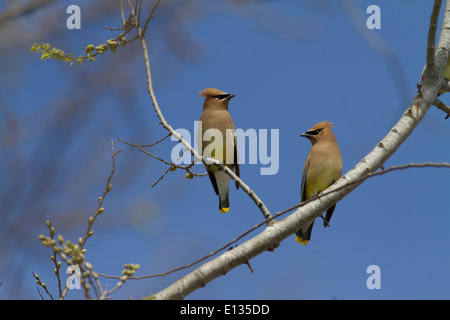 Zeder Seidenschwanz paar thront in Baum Stockfoto