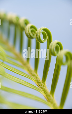 Neue Wachstums- und Wedel von Cycad Pflanzenblattes mit sich wiederholenden Spulen Spirale Flugblätter gegen blauen Himmel Natur von Zahlen Stockfoto