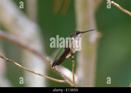 Unreife männliche Rubin-throated Kolibri thront auf Zweig Stockfoto
