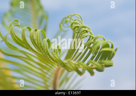 Neue Wachstums- und Wedel von Cycad Pflanzenblattes mit sich wiederholenden Spulen Spirale Flugblätter gegen blauen Himmel Natur von Zahlen Stockfoto