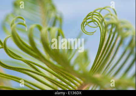 Neue Wachstums- und Wedel von Cycad Pflanzenblattes mit sich wiederholenden Spulen Spirale Flugblätter gegen blauen Himmel Natur von Zahlen Stockfoto