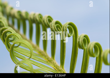 Neue Wachstums- und Wedel von Cycad Pflanzenblattes mit sich wiederholenden Spulen Spirale Flugblätter gegen blauen Himmel Natur von Zahlen Stockfoto