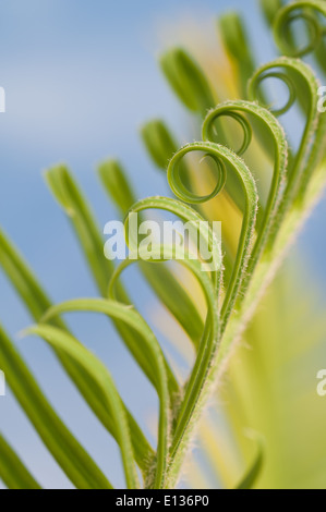 Neue Wachstums- und Wedel von Cycad Pflanzenblattes mit sich wiederholenden Spulen Spirale Flugblätter gegen blauen Himmel Natur von Zahlen Stockfoto