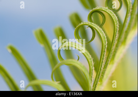 Neue Wachstums- und Wedel von Cycad Pflanzenblattes mit sich wiederholenden Spulen Spirale Flugblätter gegen blauen Himmel Natur von Zahlen Stockfoto