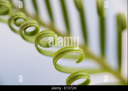 Neue Wachstums- und Wedel von Cycad Pflanzenblattes mit sich wiederholenden Spulen Spirale Flugblätter gegen blauen Himmel Natur von Zahlen Stockfoto