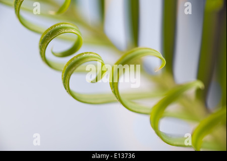 Neue Wachstums- und Wedel von Cycad Pflanzenblattes mit sich wiederholenden Spulen Spirale Flugblätter gegen blauen Himmel Natur von Zahlen Stockfoto