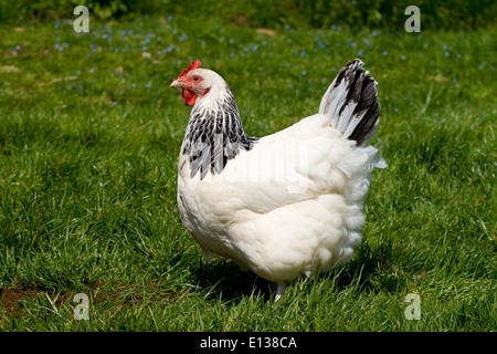 Leichte Sussex Henne in Freerange im Feld. UK Stockfoto