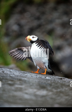 Gehörnte Puffin thront auf einem Felsvorsprung, Canards, Alaska Maritime Wildlife Refuge in Alaska Stockfoto