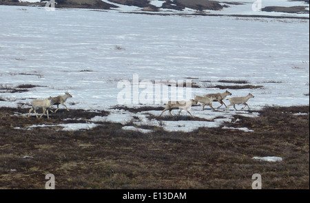 Karibus ist eine wichtige Tierart in den Kilbuck Mountains, einem Teil des Yukon Delta National Wildlife Refuge in Alaska. Diese Herden spielen eine entscheidende Rolle im lokalen Ökosystem und werden vom U.S. Fish and Wildlife Service überwacht. Stockfoto