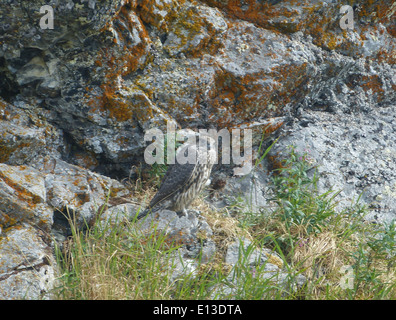 Ein Gyrfalcon-Jungtier wird bei einer Untersuchung im Yukon Delta National Wildlife Refuge in Alaska beobachtet. Die mit Hilfe eines Helikopters durchgeführte Umfrage zielt darauf ab, die Populationen der Greifvögel in den Kilbuck Mountains zu überwachen und wertvolle Daten für den Schutz und die Bewirtschaftung von Wildtieren zu liefern. Stockfoto