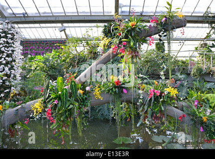 Orchideen auf dem Display beim jährlichen Orchideen Festival, Princess of Wales Conservatory, Royal Botanic Gardens, Kew, London, UK Stockfoto