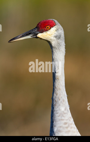 Reife Sandhill Kran closeup Stockfoto