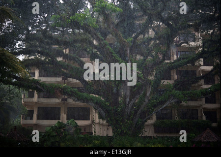 Monsun-Regen & alten Baum auf Batu Feringgi Beach, Insel Penang, Malaysia, Süd-Ost Asien Stockfoto