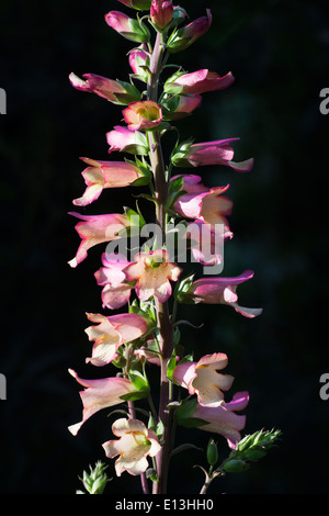 Digitalis Illumination Rosa. Hybrid-Fingerhut Stockfoto