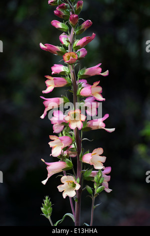 Digitalis Illumination Rosa. Hybrid-Fingerhut Stockfoto