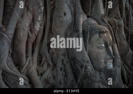 Buddha-Kopf vom Baum überwuchert Stockfoto