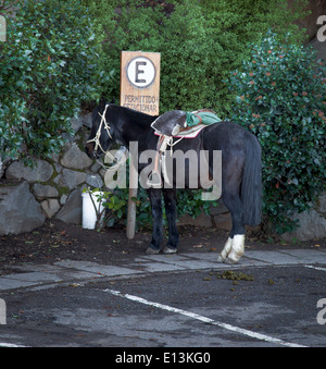 Pferd gefesselt mit einem Parkplatz Schild Pfosten, Chile Stockfoto