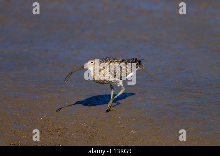 Brachvogel Numenius Arquata ernähren sich von Würmern im Sandstraenden Wattenmeer im Winter Stockfoto