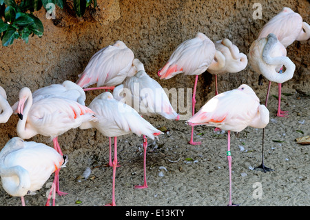 Rosaflamingos (Phoenicopterus Roseus). Stockfoto