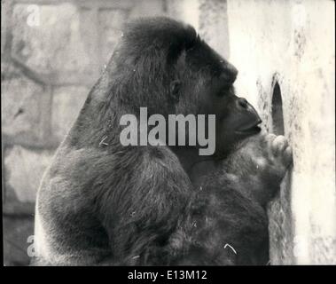 2. März 2012 - ein seltenes Ereignis wird im Zoo von Chester erwartet: ein sehr seltenes Ereignis dürfte jeder Zeit jetzt im Zoo von Chester, wo die wertvollsten Tiere, ein paar der Berggorillas ein freudiges Ereignis erwarten. Mukisi männlich, trennte sich als Noelle es Zustand offensichtlich wurde. Dünn war keine Zeit zu riskieren eine grobe und Wäschetrockner. Aber wie das glückliche Paar zusammen aus Babyhed gewesen war, als sie in Chester Zoo in 1960from Zentralafrika. zurück, die Gastgeber hatte Mitleid und gab ihnen einen Türspion in ihrer Partei-Wand Stockfoto