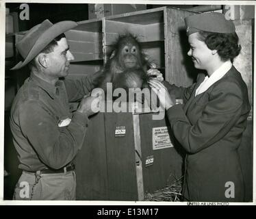 2. März 2012 - Luft-gehen an: Sah aus wie ein weiser alter Mann anstelle von einem Baby Orang-Utan, dieser jüngsten Einwohner des malaiischen Dschungels nur über United Air Lines in Denver angekommen ist. Das Empfangskomitee besteht aus Stewardess Gwen Meister und Cliff Myers von den Cheyenne Mountain Zoo in der Nähe von Colorado Springs, wo der Neuling drei andere Orang-Utans beitreten. Stockfoto