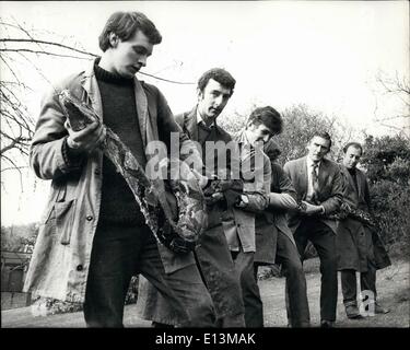 2. März 2012 - neue 22-Fuß lange Python in Paignton Zoo; Neuzugang im Paignton Zoo, Devon, ist ein 22-Fuß entlang Retikulierter Stockfoto