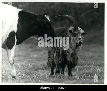 2. März 2012 - ein seltener Anblick: eine wilde Ziege, die hier abgebildet ist Weiden heute (27. Oktober 1970) in einem Feld bei Longtown, Cumberland. Es ist minus eins seine massive Hörner - mehr als einen Fuß lang. Die fehlende Horn wird gedacht, um die Fortsetzung einer Paarung Saison Kampf mit einem anderen Ziegenbock in der Herde zu sein, das einige Meilen entfernt auf einige der am stärksten isolierten Hügel in Großbritannien - Bewcastle Fells, in der Nähe der Schottisch-englischen Grenze streift. Die Ziegen sind selten gesehen außer wenn Perioden Od Unwetter sie in die Täler treibt Stockfoto