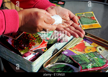 Frau schüttelt Tomate Samen in Handfläche bereit für die Aussaat, England, Vereinigtes Königreich, West-Europa. Stockfoto