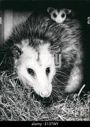 27. März 2012 - dieser kleine Opossum '' verstaut '' ganz nach München... ganz unbemerkt von jedem aus New York. Es war nur am Flughafen München Riem, dass sie von Zollbeamten, entdeckt wurde, der Fall Maschinen Inspektion wurden in der sie sich versteckt hielt. Der ungebetene Gast erhielt ein Haus im Zoo Hellabrunn, und dort zeigte sie ihr Geschenk von den fünf kleinen Opossums, die auf die Trans - Atlantic Flug entstanden. Foto zeigt: eines der Babys über seine Mütter Schulter blickt. Stockfoto