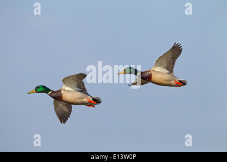 Stockente Anas Platyhynchos Erpel im Flug Stockfoto