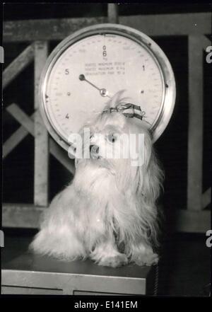 31. März 2012 - ein Haustier-Hund zeigen heute In Paris Open: Heute ist eine Hund-Show In der Salle Wagram In Paris eröffnet. Ein kleiner Malteser Hund auf die Waage. Stockfoto