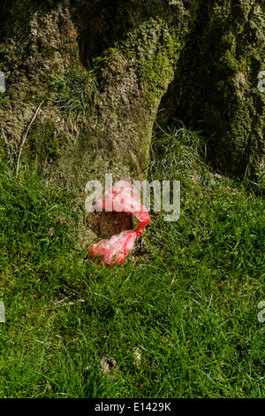 Hundehaufen bag beiläufig im Lake District, Cumbria, UK verworfen. Stockfoto