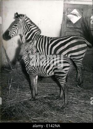 31. März 2012 - junge Zebras im Frankfurter Zoo. Der Frankfurter Zoo derjenige mit den meisten Arten in Deutschland ist jetzt wieder Jungtiere aus eigener Zucht. Es ist ein kleiner männlicher Zebra, die nur einige Tage alt, posierte für die Fotografen unter dem Schutz von seiner Mutter und somit sein Debüt in der Öffentlichkeit. Keystone Bild, Dtd. 13. März 1953 Stockfoto