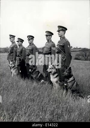 4. April 2012 - Ausbildung der Armee Tracker und Hüte Hunde für die Arbeit im Malaiianer, Mau Mann Land und den Kanal - Elsässer oder Deutsche Schäferhunde sind eine beliebte Rasse mit den Handlern an die Partei Remountdepot, Meltor Mowbray, hier ist eine Klasse im Training L-r: Anzec Heetor, Sonne, Trijan und Jet., kcon den Willen werden überwacht. Stockfoto