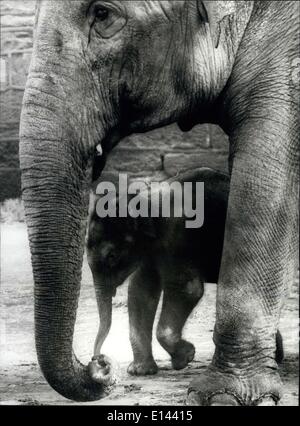 4. April 2012 - das ist mein Baby: die ersten Elefanten leben in Großbritannien geboren werden ist im Chester Zoo wo wird nicht nur von seiner Mutter, sondern auch durch die anderen Elefanten in Verbindung cossetted ist. Chester ist eine der einzigen Zoos der Welt, wohin alle Elefanten, freigesetzt, die leider bis zum Tod des Kindes Vater letztes Jahr bei Nobby, eine patzige Erwachsenen En Musth (wenn Elefanten Beserk führte gehen), erschossen zu werden, wenn er entkam. Das Baby ist so weit zugänglich, ruhig und Gehorsam. und Mama ist wie alle Frauen - für sie ist er der weltweit besten Baby. Stockfoto