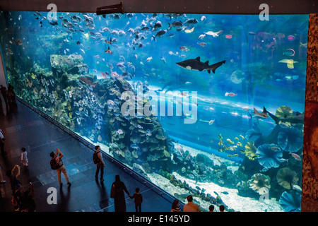 Vereinigte Arabische Emirate, Dubai, Aquarium in der Dubai Mall. Stockfoto