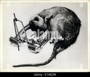 17. April 2012 - Ratte in die Falle: Was ist mit den anderen? Stockfoto