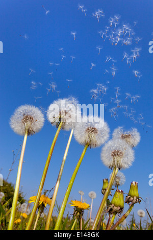 Löwenzahn Taxaxacum Officinale Samen im wind Stockfoto