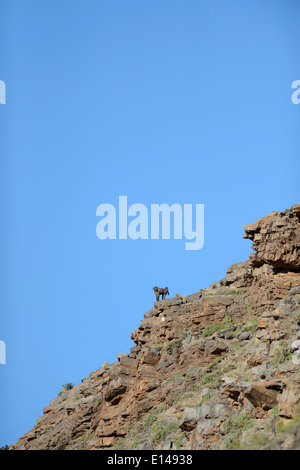 Ein Schuss von afrikanische Paviane in freier Wildbahn Stockfoto