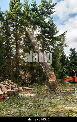 Ein Baumchirurg (Baumpfleger) bei der Arbeit, der einen hohen Pappelbaum in einem Garten in Großbritannien gefällt Stockfoto