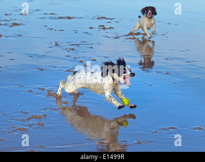 Englisch Springer Spaniel spielen am Strand in Norfolk Stockfoto