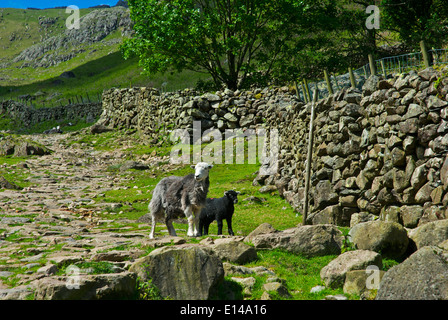 Herdwick Schaf und Lamm auf der steinigen Strecke Great Langdale, Nationalpark Lake District, Cumbria, England UK Stockfoto